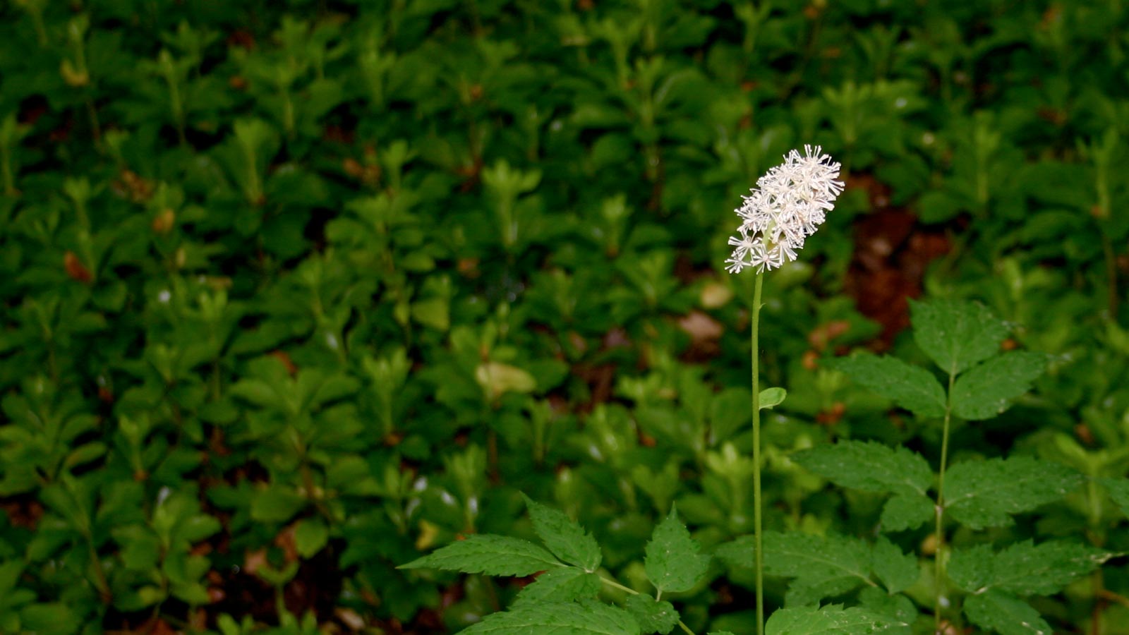 Cimícifuga racemosa y menopausia